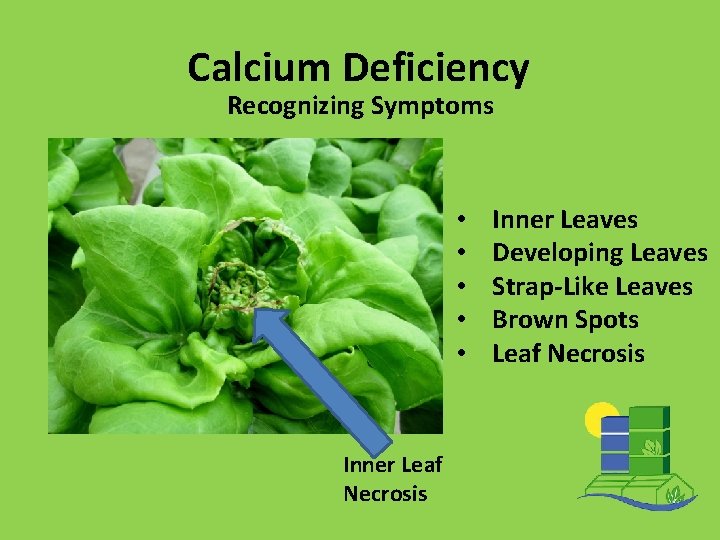 Calcium Deficiency Recognizing Symptoms • • • Inner Leaf Necrosis Inner Leaves Developing Leaves