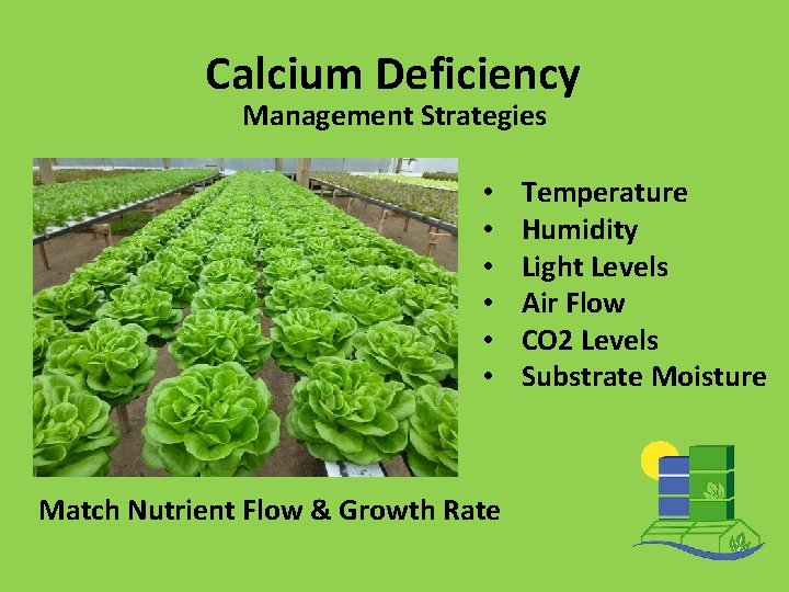 Calcium Deficiency Management Strategies • • • Match Nutrient Flow & Growth Rate Temperature