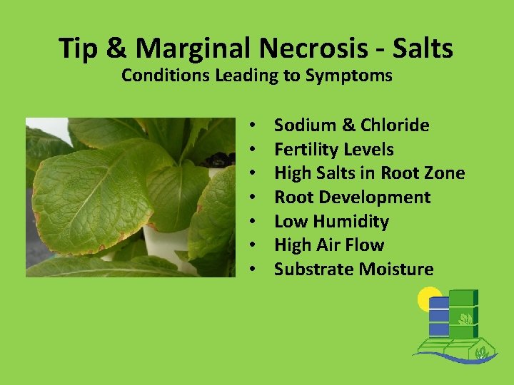 Tip & Marginal Necrosis - Salts Conditions Leading to Symptoms • • Sodium &