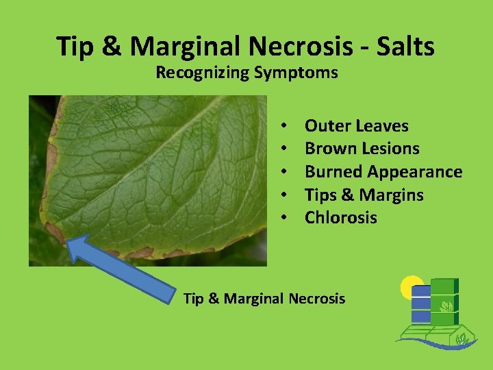 Tip & Marginal Necrosis - Salts Recognizing Symptoms • • • Outer Leaves Brown