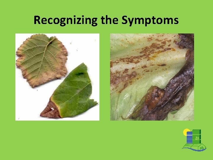 Recognizing the Symptoms 