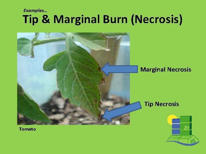 Examples… Tip & Marginal Burn (Necrosis) Marginal Necrosis Tip Necrosis Tomato 