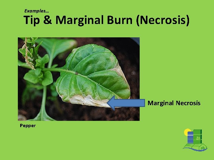 Examples… Tip & Marginal Burn (Necrosis) Marginal Necrosis Pepper 