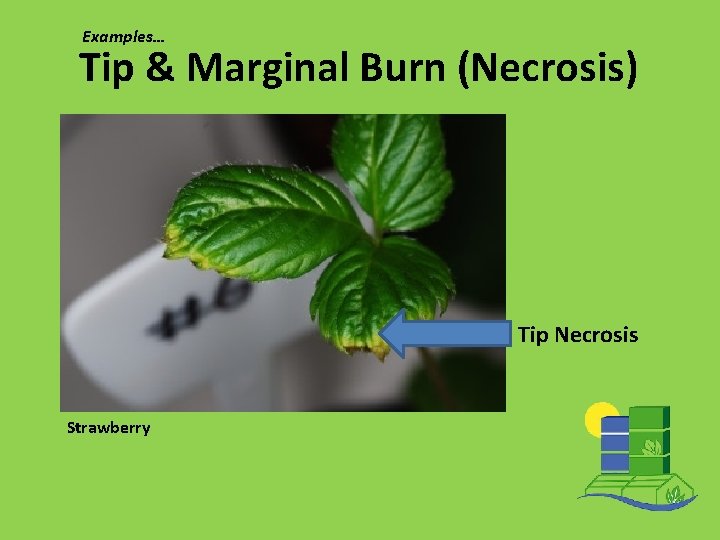 Examples… Tip & Marginal Burn (Necrosis) Tip Necrosis Strawberry 