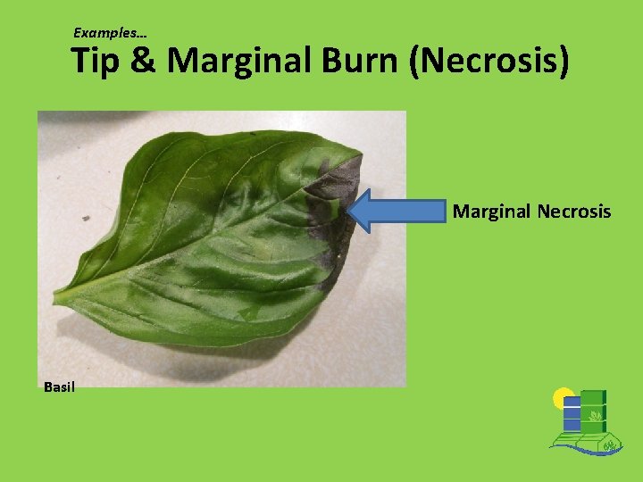 Examples… Tip & Marginal Burn (Necrosis) Marginal Necrosis Basil 