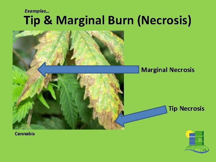 Examples… Tip & Marginal Burn (Necrosis) Marginal Necrosis Tip Necrosis Cannabis 