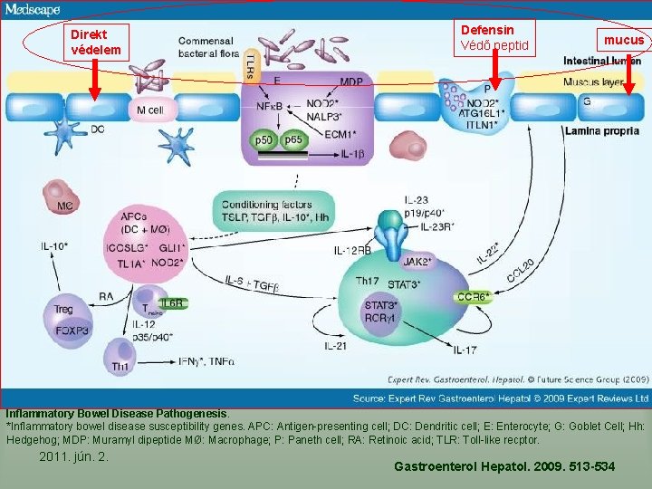 Direkt védelem Defensin Védő peptid mucus Inflammatory Bowel Disease Pathogenesis. *Inflammatory bowel disease susceptibility