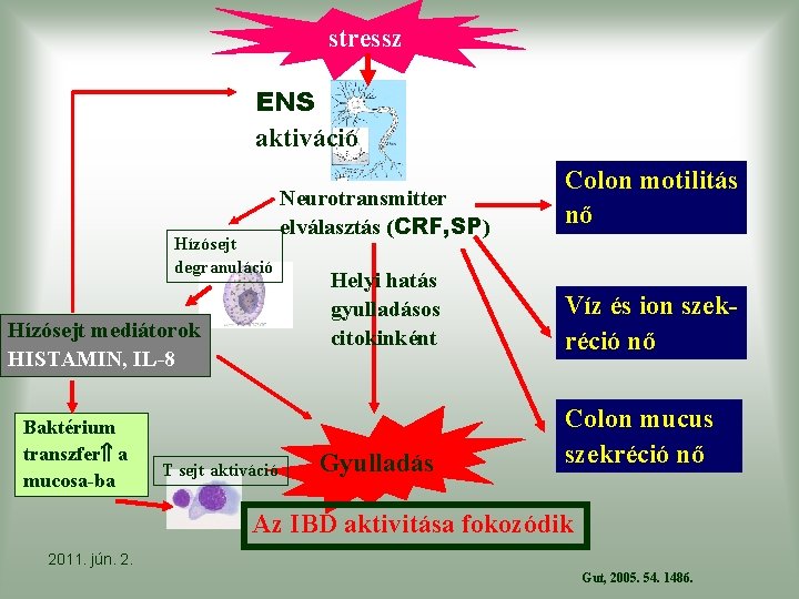 stressz ENS aktiváció Hízósejt degranuláció Hízósejt mediátorok HISTAMIN, IL-8 Baktérium transzfer a mucosa-ba T
