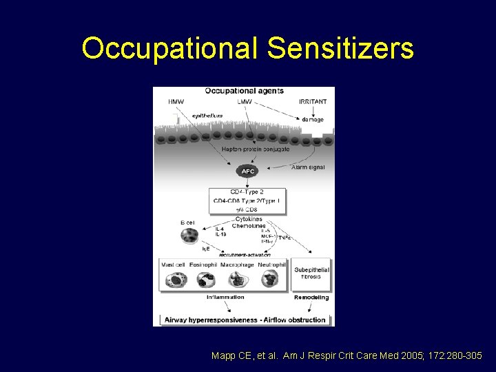 Occupational Sensitizers Mapp CE, et al. Am J Respir Crit Care Med 2005; 172: