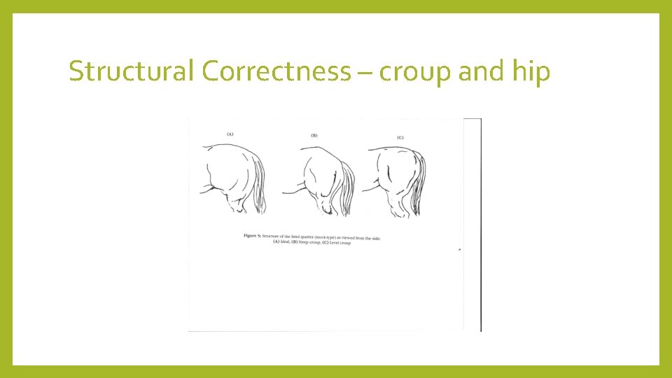 Structural Correctness – croup and hip 