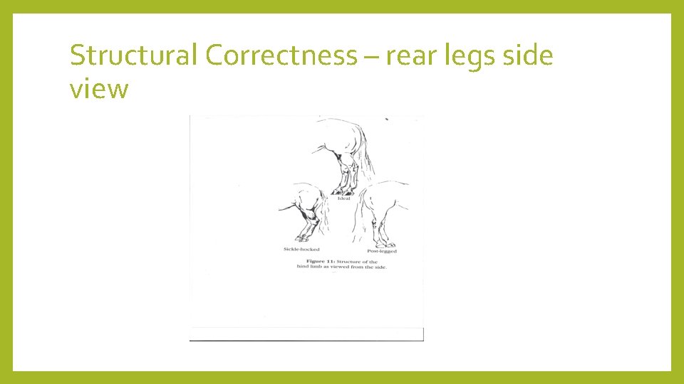 Structural Correctness – rear legs side view 