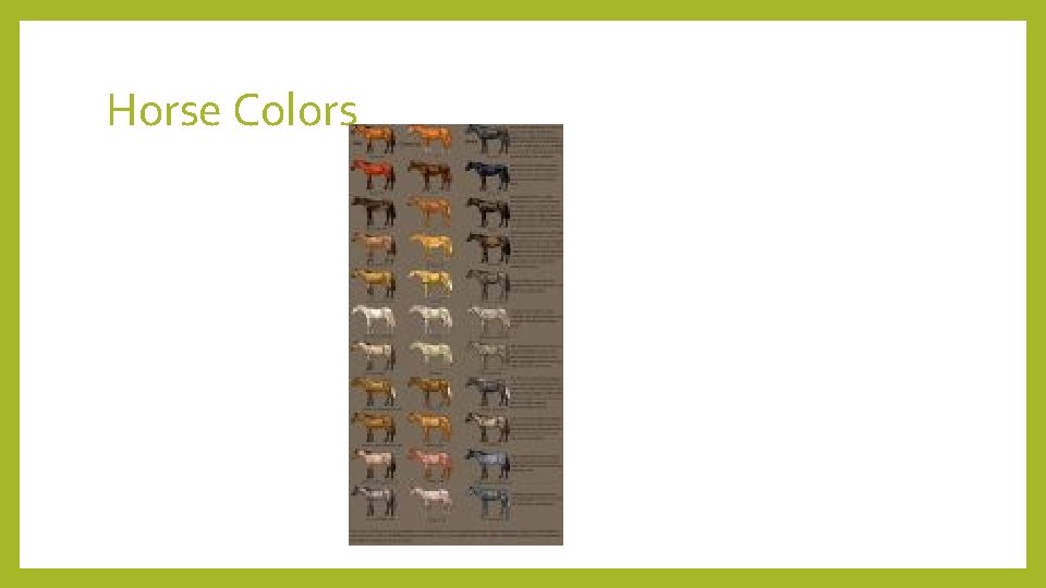 Horse Colors 