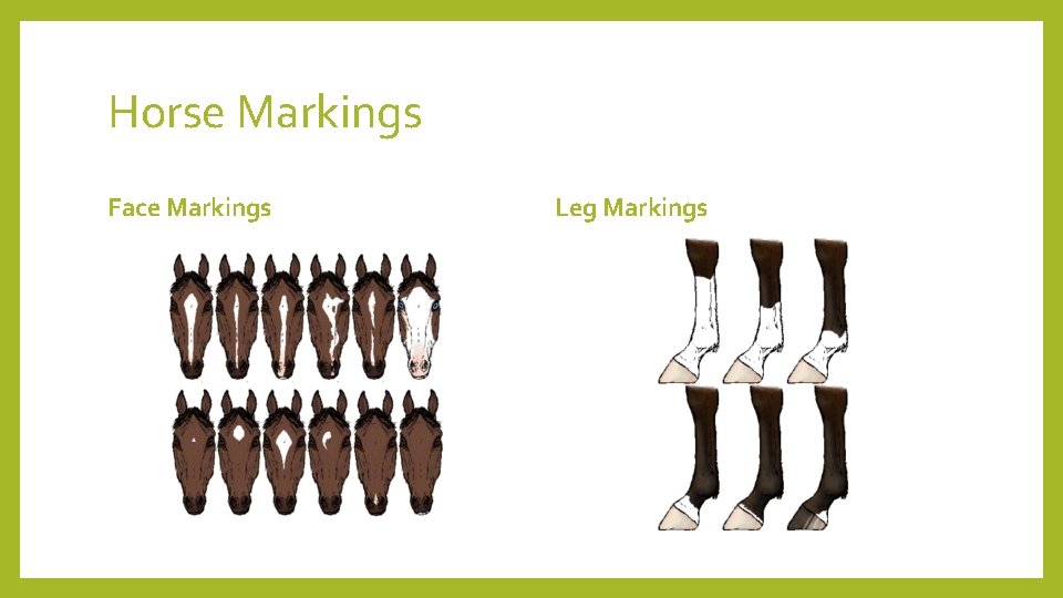Horse Markings Face Markings Leg Markings 