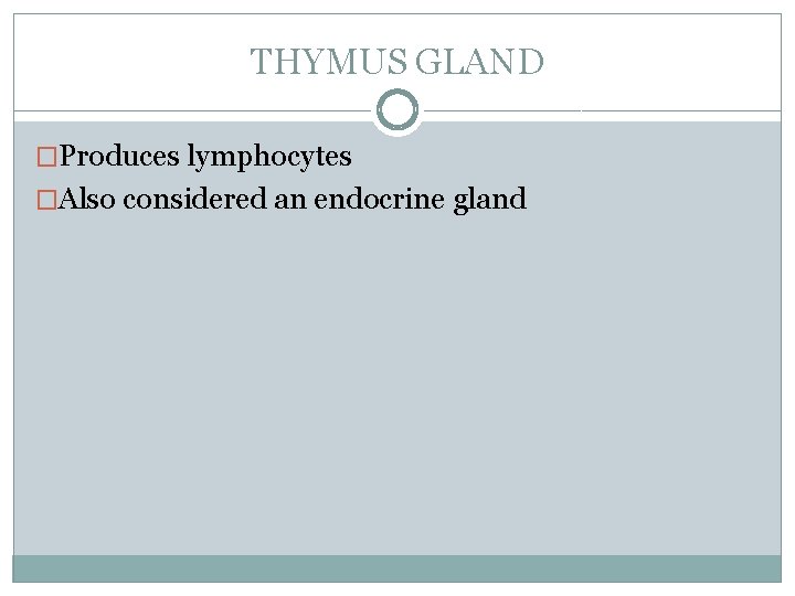 THYMUS GLAND �Produces lymphocytes �Also considered an endocrine gland 