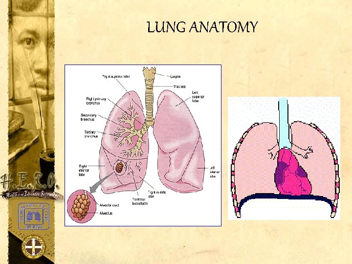 LUNG ANATOMY 