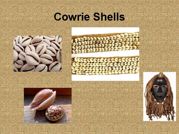 Cowrie Shells 