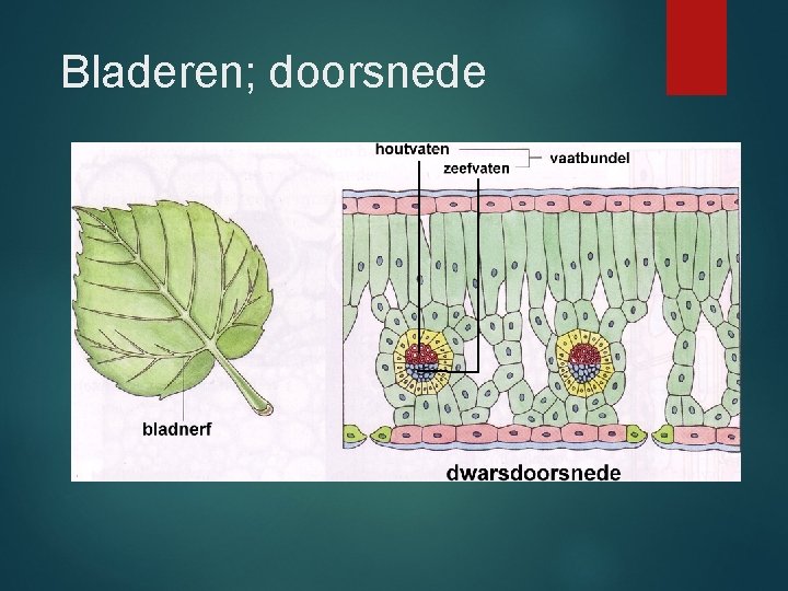 Bladeren; doorsnede 