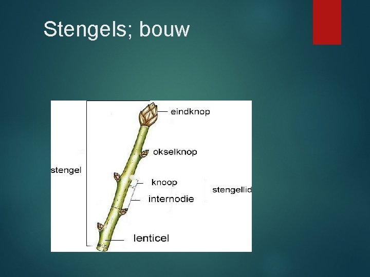 Stengels; bouw 