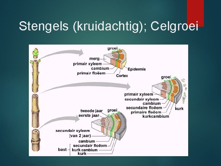 Stengels (kruidachtig); Celgroei 