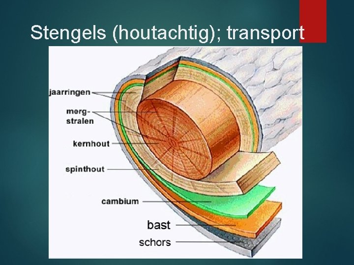 Stengels (houtachtig); transport 