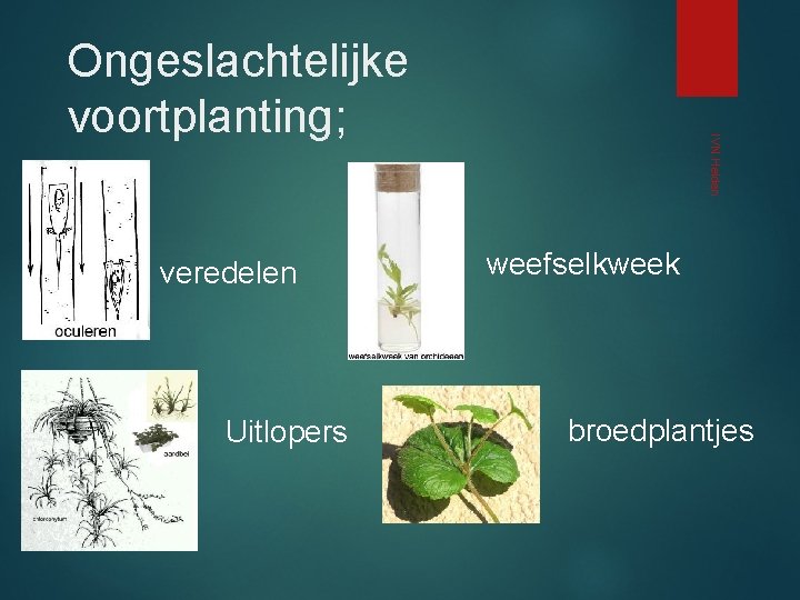 veredelen Uitlopers IVN Helden Ongeslachtelijke voortplanting; weefselkweek broedplantjes 