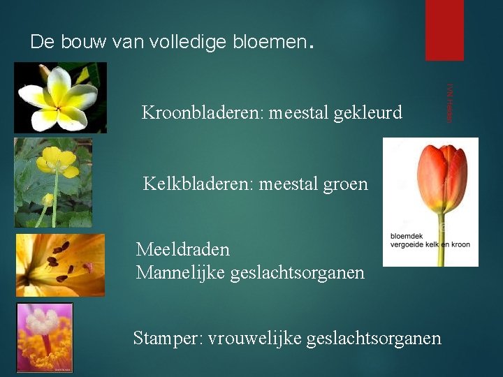 De bouw van volledige bloemen. Kelkbladeren: meestal groen Meeldraden Mannelijke geslachtsorganen Stamper: vrouwelijke geslachtsorganen