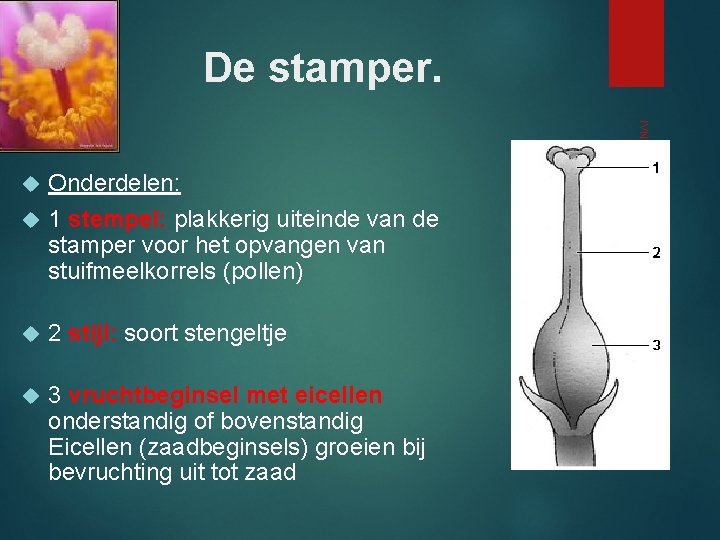 De stamper. 2 stijl: soort stengeltje 3 vruchtbeginsel met eicellen onderstandig of bovenstandig Eicellen