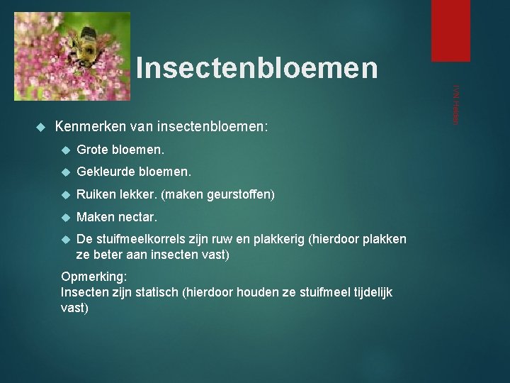 Insectenbloemen Kenmerken van insectenbloemen: Grote bloemen. Gekleurde bloemen. Ruiken lekker. (maken geurstoffen) Maken nectar.