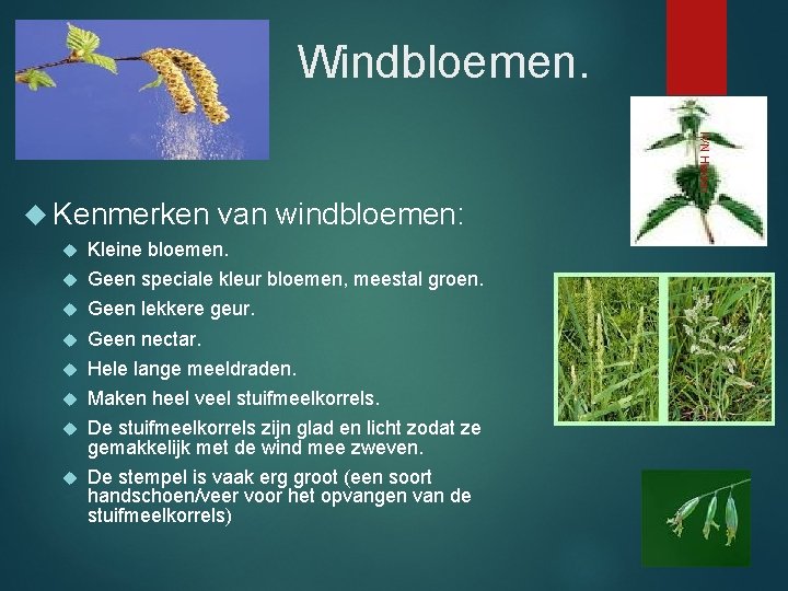 Windbloemen. IVN Helden Kenmerken van windbloemen: Kleine bloemen. Geen speciale kleur bloemen, meestal groen.