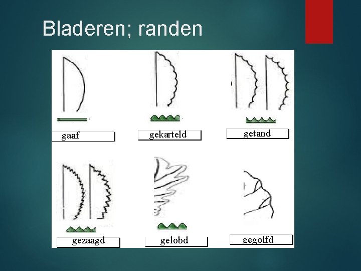 Bladeren; randen gaaf gezaagd gekarteld getand gelobd gegolfd 