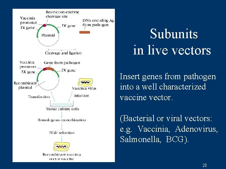 Subunits in live vectors Insert genes from pathogen into a well characterized vaccine vector.