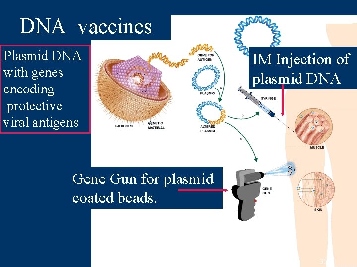 DNA vaccines Plasmid DNA with genes encoding protective viral antigens IM Injection of plasmid