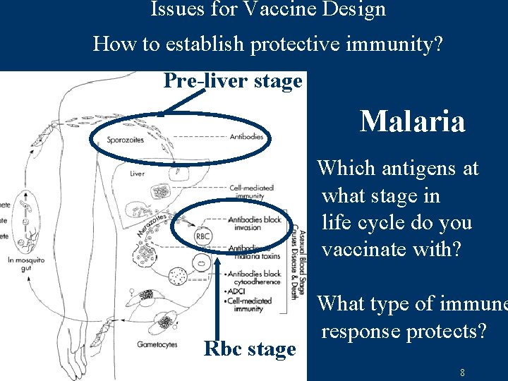 Issues for Vaccine Design How to establish protective immunity? Pre-liver stage Malaria Which antigens