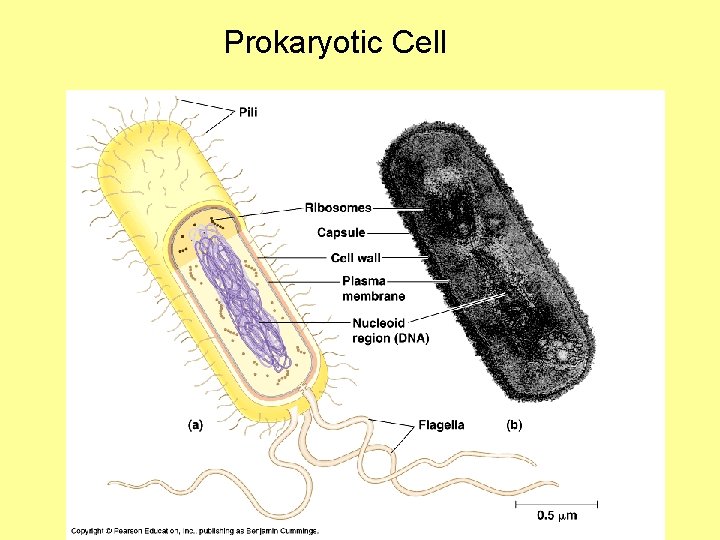 Prokaryotic Cell 