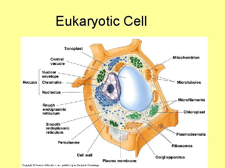 Eukaryotic Cell 