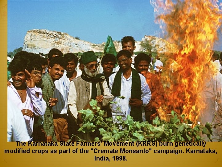 The Karnataka State Farmers' Movement (KRRS) burn genetically modified crops as part of the