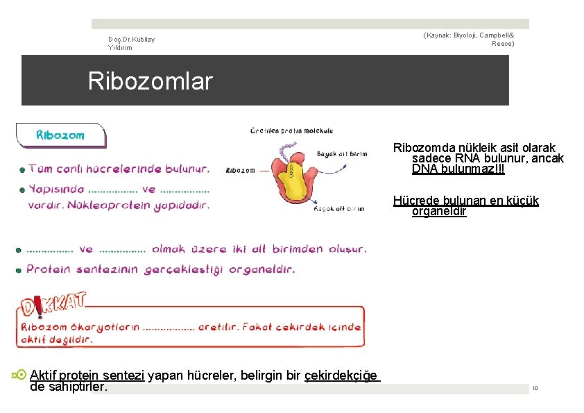 Doç. Dr. Kubilay Yıldırım (Kaynak: Biyoloji, Campbell & Reece) Ribozomlar Ribozomda nükleik asit olarak