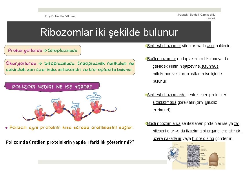 (Kaynak: Biyoloji, Campbell & Reece) Doç. Dr. Kubilay Yıldırım Ribozomlar iki şekilde bulunur ¤