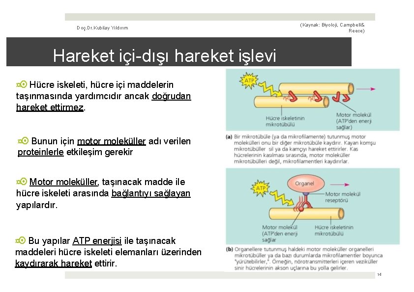 Doç. Dr. Kubilay Yıldırım (Kaynak: Biyoloji, Campbell & Reece) Hareket içi-dışı hareket işlevi ¤