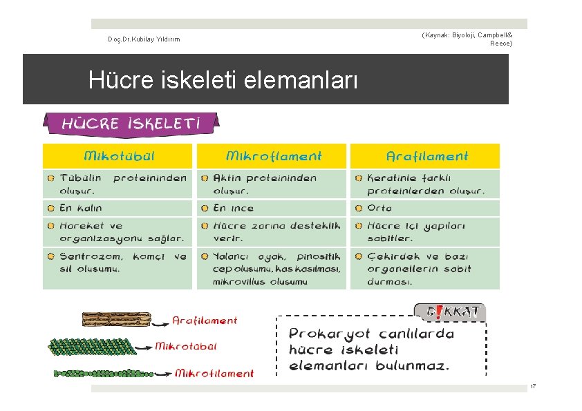 Doç. Dr. Kubilay Yıldırım (Kaynak: Biyoloji, Campbell & Reece) Hücre iskeleti elemanları 17 