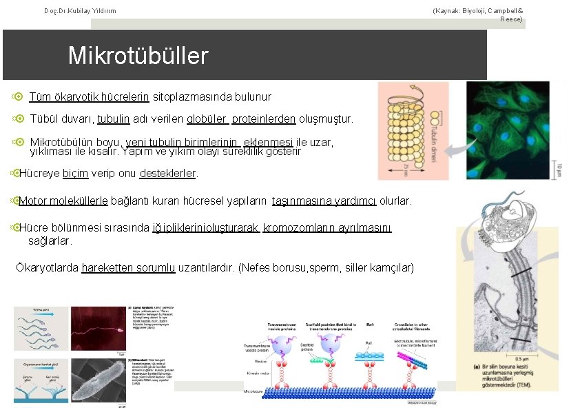 Doç. Dr. Kubilay Yıldırım (Kaynak: Biyoloji, Campbell & Reece) Mikrotübüller ¤ Tüm ökaryotik hücrelerin