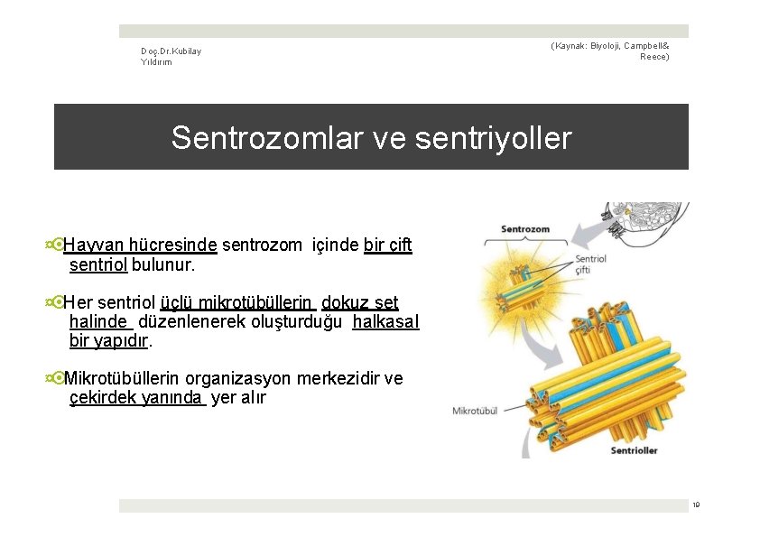 Doç. Dr. Kubilay Yıldırım (Kaynak: Biyoloji, Campbell & Reece) Sentrozomlar ve sentriyoller ¤ Hayvan