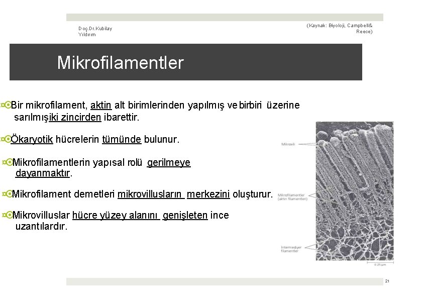 Doç. Dr. Kubilay Yıldırım (Kaynak: Biyoloji, Campbell & Reece) Mikrofilamentler ¤ Bir mikrofilament, aktin