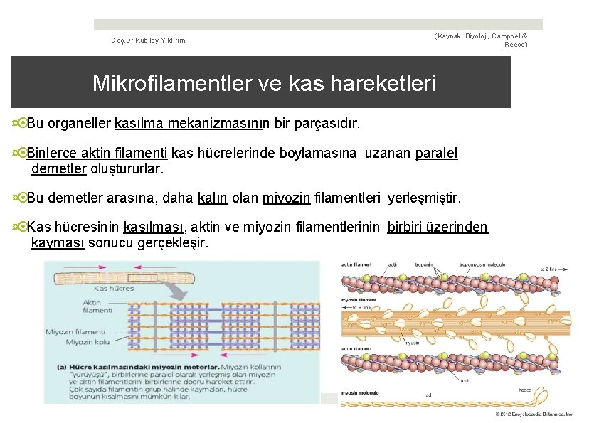 Doç. Dr. Kubilay Yıldırım (Kaynak: Biyoloji, Campbell & Reece) Mikrofilamentler ve kas hareketleri ¤