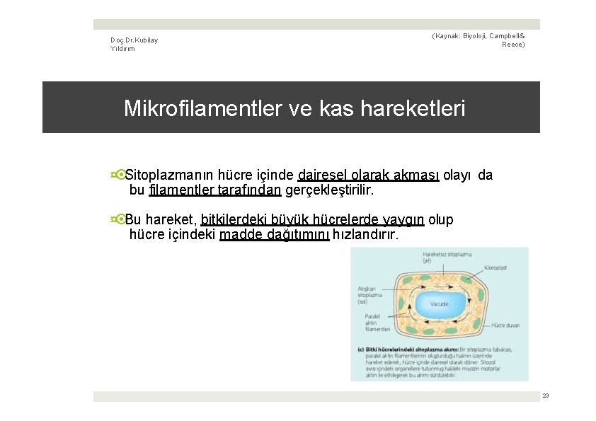 Doç. Dr. Kubilay Yıldırım (Kaynak: Biyoloji, Campbell & Reece) Mikrofilamentler ve kas hareketleri ¤