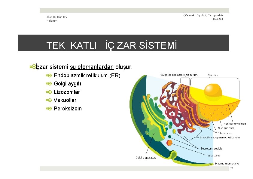 Doç. Dr. Kubilay Yıldırım (Kaynak: Biyoloji, Campbell & Reece) TEK KATLI İÇ ZAR SİSTEMİ