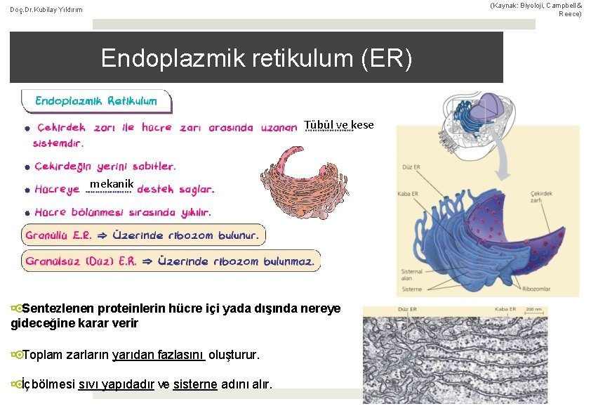 (Kaynak: Biyoloji, Campbell & Reece) Doç. Dr. Kubilay Yıldırım Endoplazmik retikulum (ER) Tübül ve