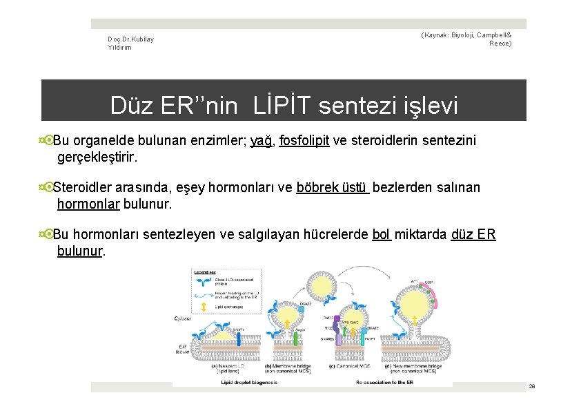 Doç. Dr. Kubilay Yıldırım (Kaynak: Biyoloji, Campbell & Reece) Düz ERʼ’nin LİPİT sentezi işlevi