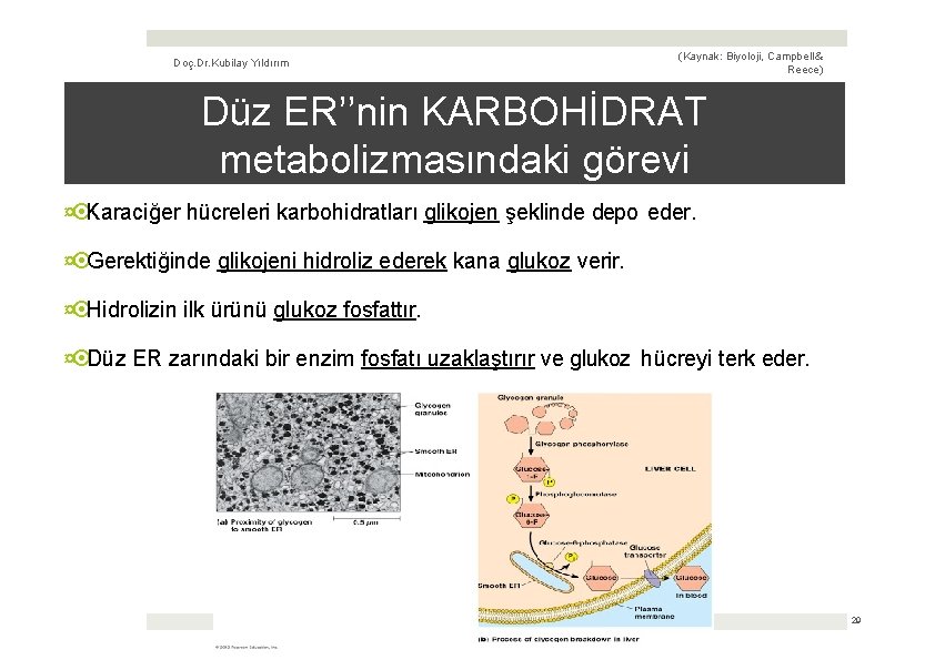 Doç. Dr. Kubilay Yıldırım (Kaynak: Biyoloji, Campbell & Reece) Düz ERʼ’nin KARBOHİDRAT metabolizmasındaki görevi