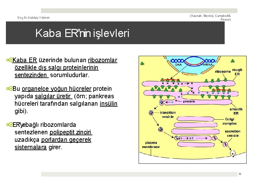 Doç. Dr. Kubilay Yıldırım (Kaynak: Biyoloji, Campbell & Reece) Kaba ERʼ’nin işlevleri ¤ Kaba